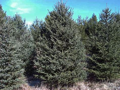Species Spotlight White Spruce Edge Of The Woods Native Plant