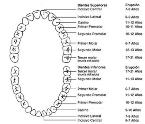 Morfología De La Dentición Temporal Y Diferencias Con La Denticion