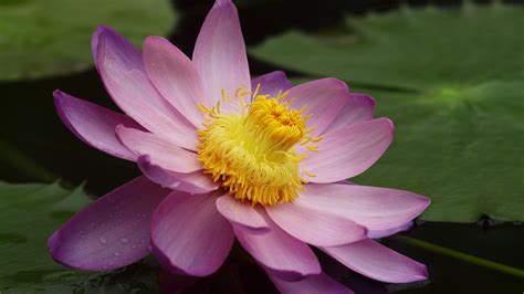 Lotus Flower Wallpapers Images Photos Pictures Backgrounds