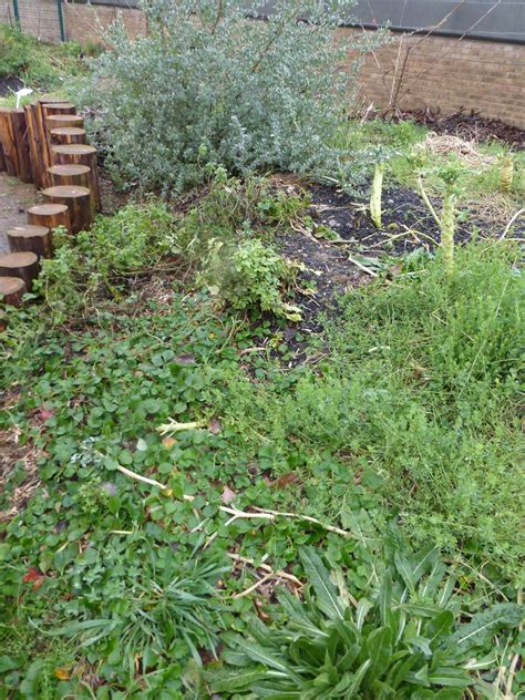 Living Mulch At Spitalfields Intro 14 Gardenculture Pictures Flickr