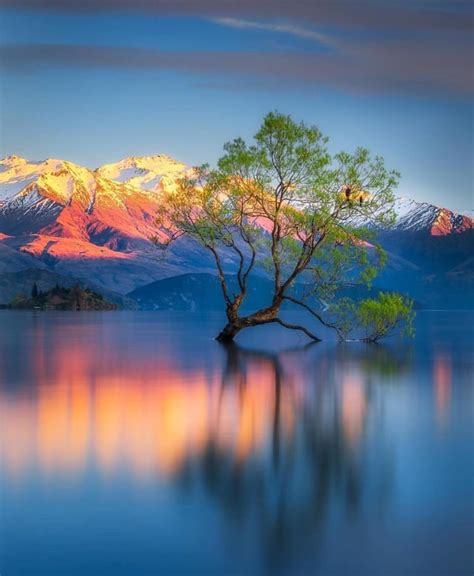 Lone Tree ~ Lake Wanaka Pics