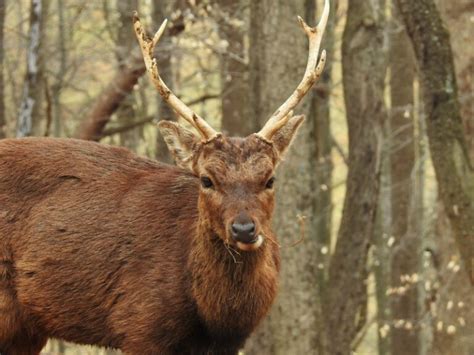 Marylands Early Muzzleloader Deer Season Begins Oct 19 2023