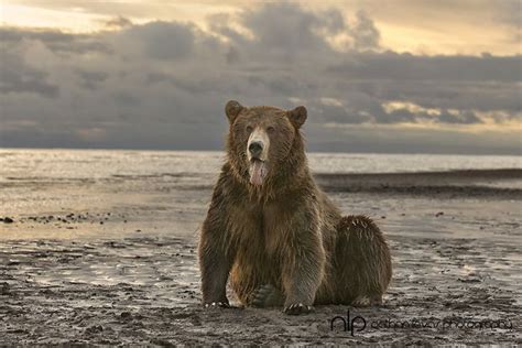 Brown Bear Sitting On Beach At Sunrise Lake Clark Alaska In Wild