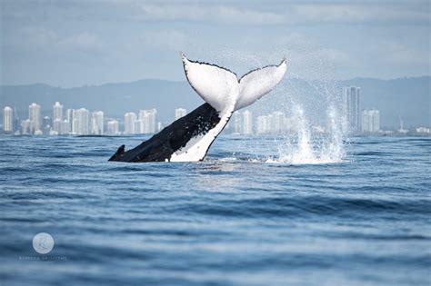 Small Boat Whale Watching Tour With Sea The Gold Coast
