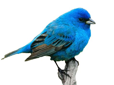 Name Color Meaning Personality Idea Blue Bird Png Download 1600