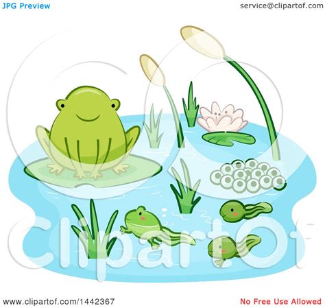 Clipart Of A Life Cycle Of A Frog With Eggs Tadpoles