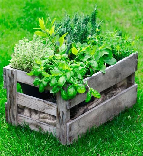 How To Create Your Own Herb Garden Money Dashboard