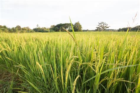 Rice Plant In Rice Field Stock Image Image Of Lines 42679067
