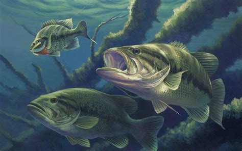 Maybe you would like to learn more about one of these? Free Bass Fishing Wallpapers - Wallpaper Cave