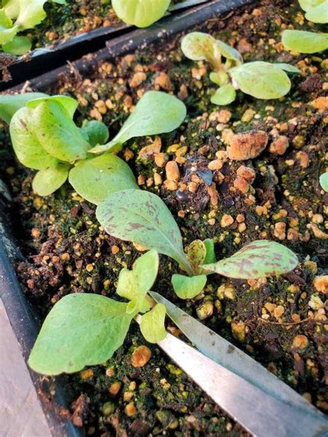 Growing Lettuce How To Plant Protect And Harvest Lettuce ~ Homestead