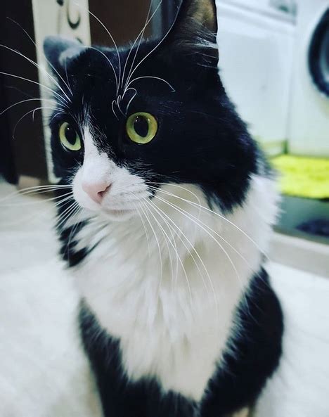 Top 100 Funniest Tuxedo Cat Names Petpress