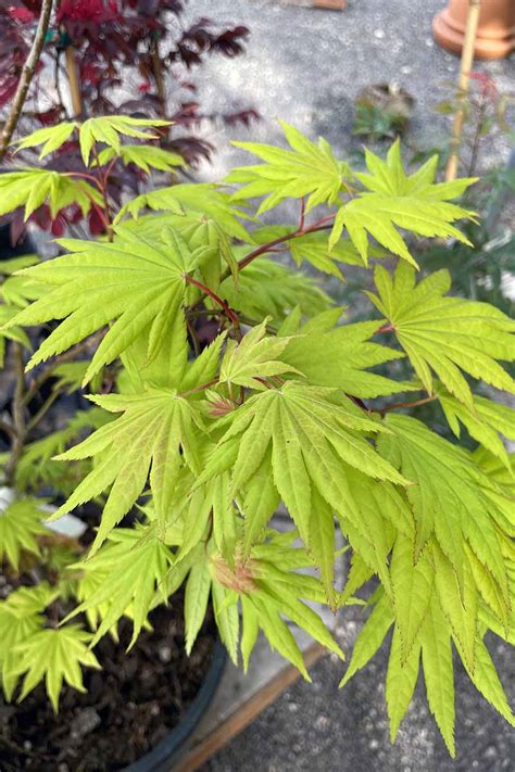 A Guide To Different Japanese Maple Types Make House Cool