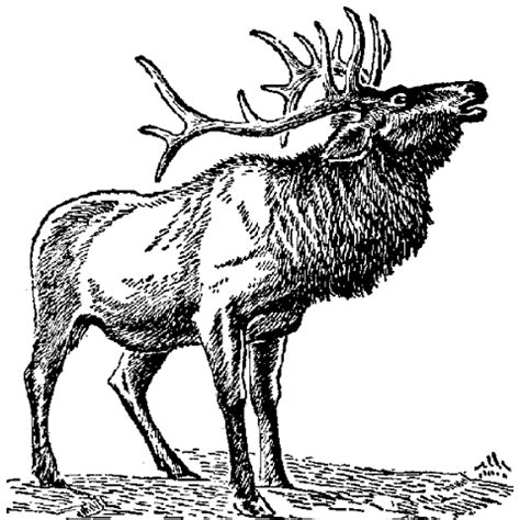Elk coloring pages invite kids to meet the inhabitant of the northern hemisphere. Elk Line | Free Images at Clker.com - vector clip art ...