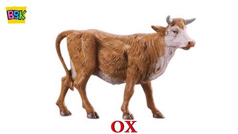 Definition of ox (oxen) in the audioenglish.org dictionary. The Finger Family Song | Ox | English Nursery Rhymes For ...