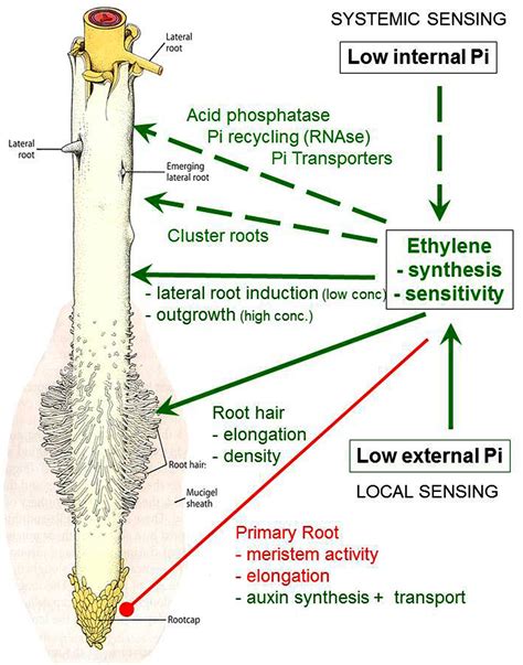 Function Of Phosphorus In Plants Idea Cathyshepherdot