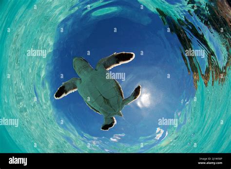 Predators Of Sea Turtles Hi Res Stock Photography And Images Alamy