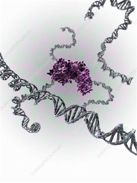 CRISPR Cas9 Gene Editing Complex Illustration Stock Image C036