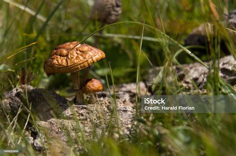 Mushrooms Growing Out Of A Cow Patty Stock Photo Download Image Now