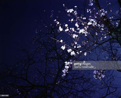 Winter Night Cherry Blossoms High Res Stock Photo Getty Images