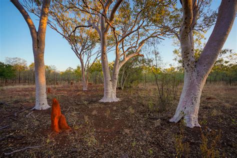 Ghost Gums Ghost Gums And Termite Mounds Are Common Around Flickr