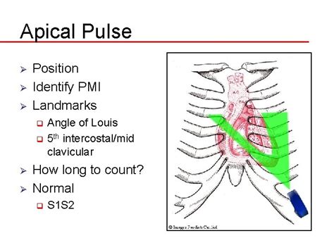 Physical Assessment Breath Sounds Heart Sounds Apical Pulse