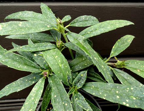 I can't gift it to friends this way. danger garden: Foliage Follow-up September 2013…new plants ...