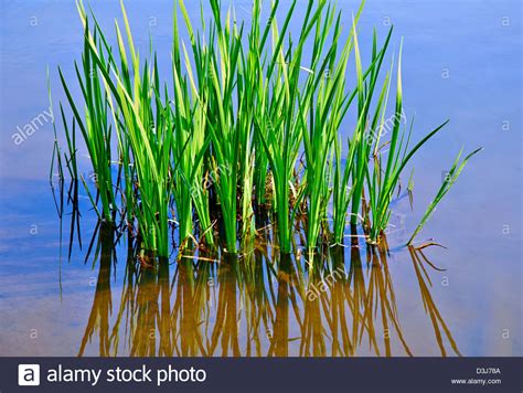 How to water a lawn uk. marsh grass growing in water in springtime Stock Photo, Royalty Free Image: 53875930 - Alamy