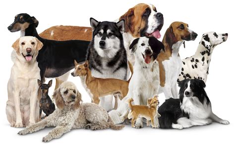 How Many Dog Breeds Are There In The World France Germany And Great