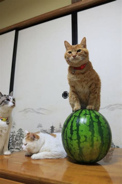 National Watermelon Day Ways To Celebrate With Cats And Watermelons