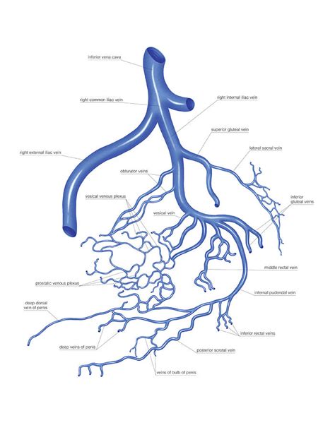 Venous System Of The Male Pelvis Photograph By Asklepios Medical Atlas