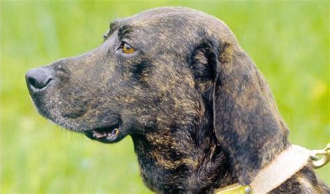 10 Things You Didnt Know About The Plott Hound