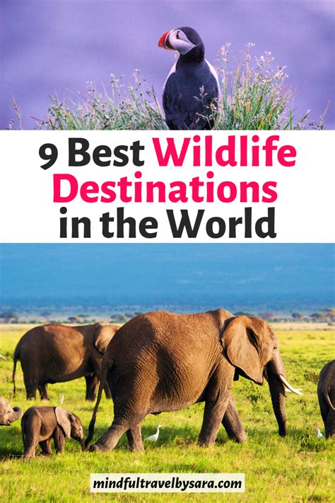 9 Best Wildlife Holidays In The World I Top Places To See Wildlife