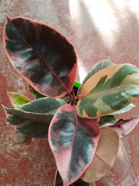 Peak seasons of rubber trees by utilizing the stems being cut brasiliensis by stem cutting techniques was used to study after budding successes (corpuz, 2013). Ficus Elastica - Ruby Rubber Plant in 2020 | Rubber plant ...