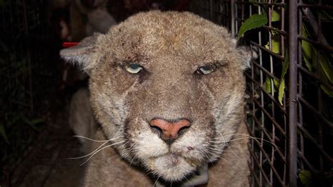 Mountain lions generally exist wherever deer are found. Famous Los Angeles mountain lion exposed to poison - CBS News