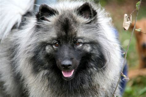 8 Truly Wonderful Sled Dog Breeds You Should Know About