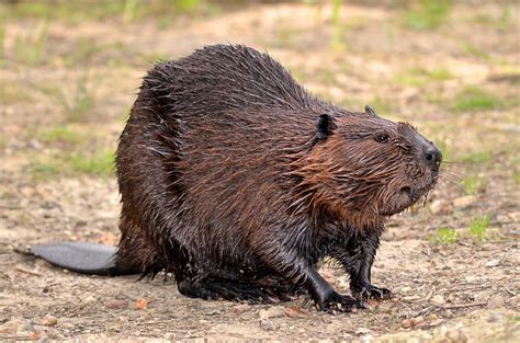 National Animal Of Canada Beaver Symbol Hunt