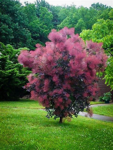 Check out our smoke bush selection for the very best in unique or custom, handmade pieces from our house plants shops. Royal Purple Smoke Trees For Sale Online | The Tree Center™