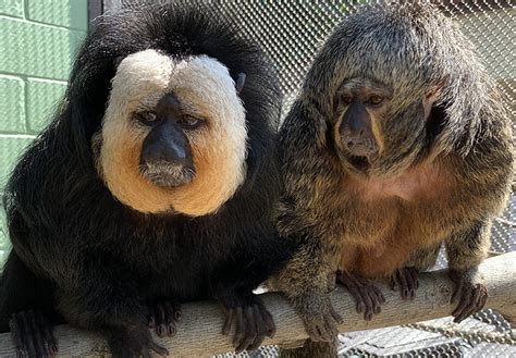 White Faced Saki Monkey 3 • Brandywine Zoo