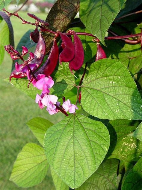 Moonflower is one of the most romantic plants you can grow in a garden. Purple hyacinth bean | Garden Housecalls