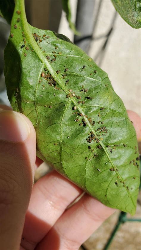 What Are These Bugs Under My Bell Pepper Leaves Rhorticulture