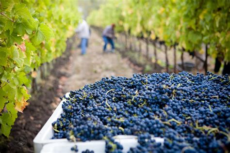 Types Of Wine Grapes Offers Online Save 49 Jlcatjgobmx