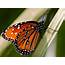 Best Time To See Monarch Butterflies In California 2021  Roveme