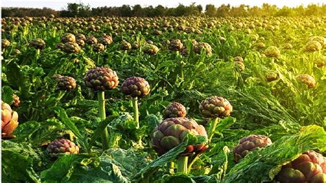 Flowers Of Middle Earth Artichokes Farm And Harvest Artichokes