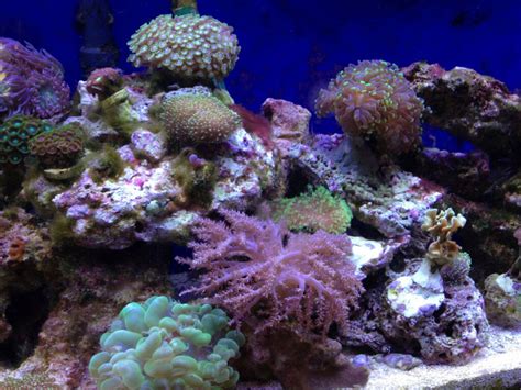 Marine Life 2015 3 Tri State Aquariums