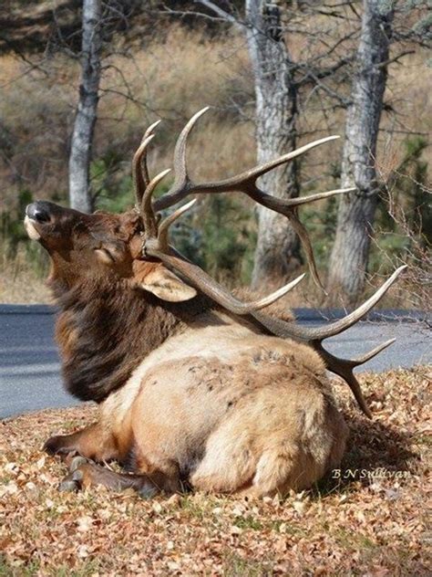 40 Beautiful Pictures of Animals with Horns | Animals with horns