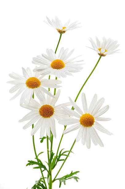 Royalty Free Daisy Pictures Images And Stock Photos Istock