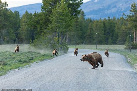 Moment A Grizzly Chases And Kills A Baby Elk Daily Mail Online
