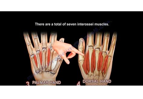 Interosseous Muscles Of The Hand —
