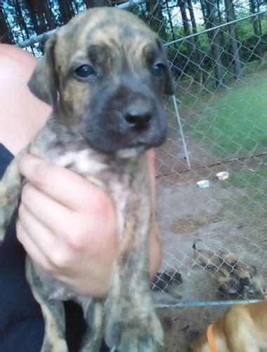 We did not find results for: ADORABLE brindel pitbull mastiff mix puppies for Sale in Bladenboro, North Carolina Classified ...