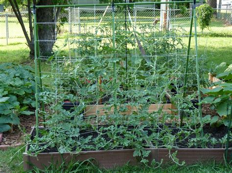 Growing Watermelon Cucumber And Melons Vertically